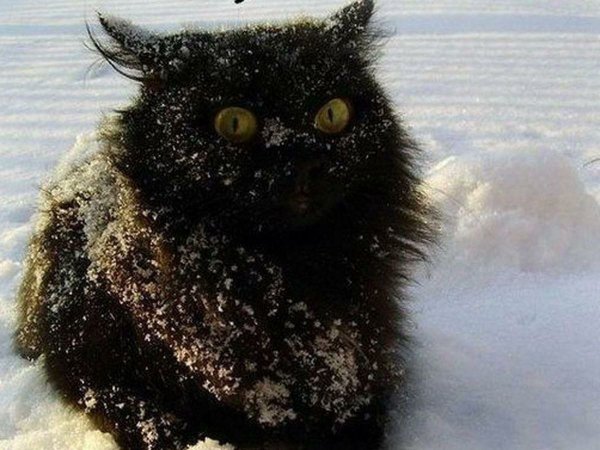 Приколы про весну