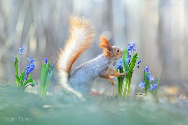 Уютные весенние цветы