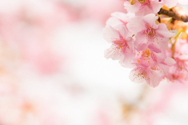 Весенний фон для презентации