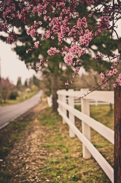 Весенние цветы