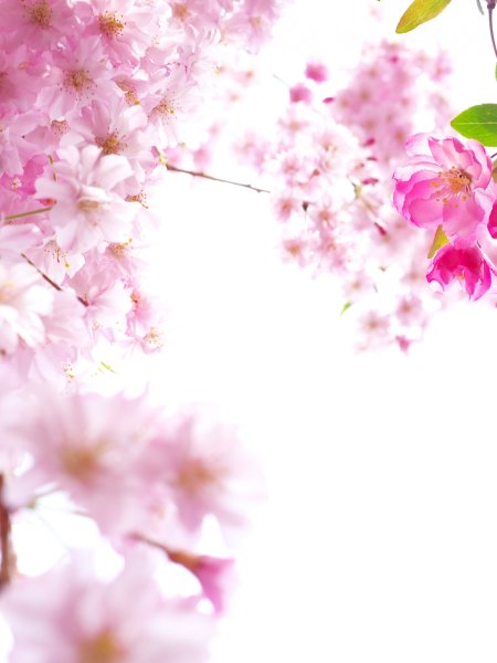 Подснежники в солнечных лучах