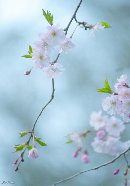 Весна вертикальные