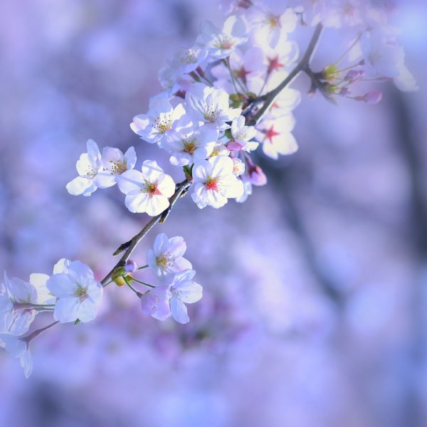 Весенний фон