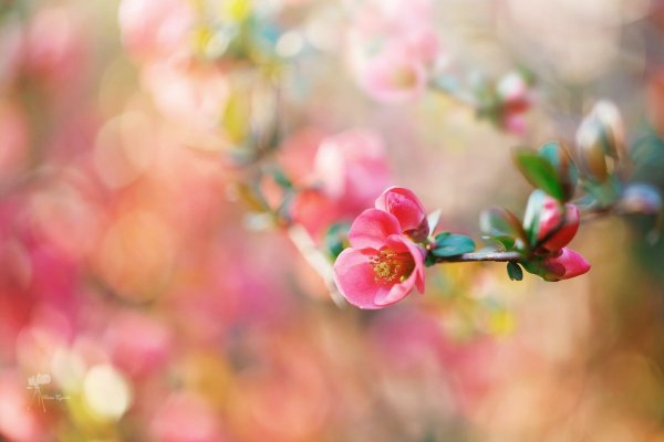 Весенние обои на рабочий стол