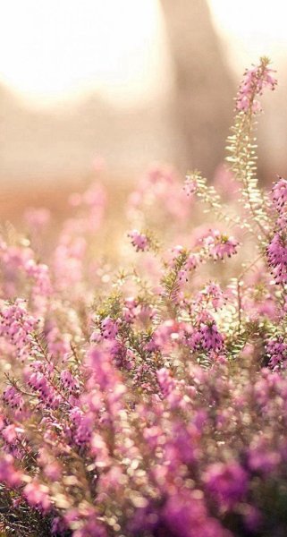 Красивая Цветущая ветка