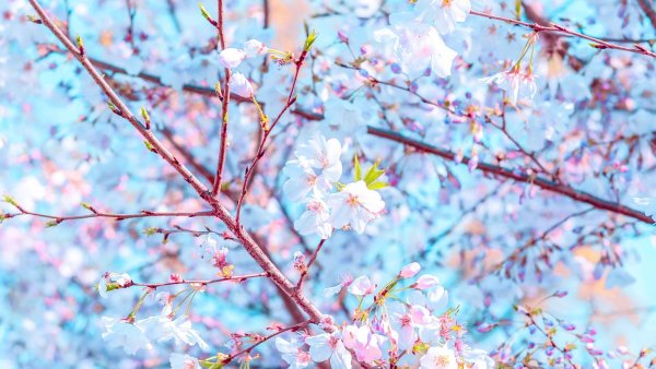 Цветение вишни