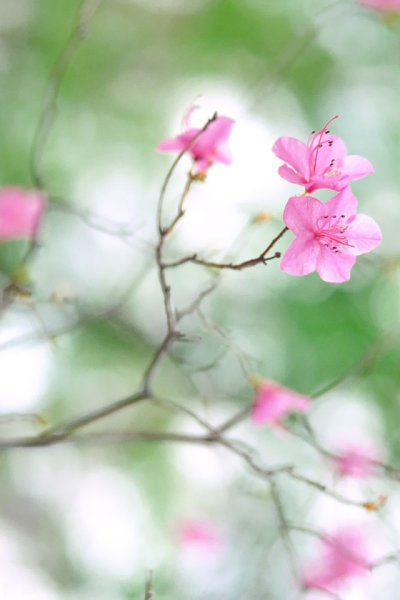 Весна Сакура