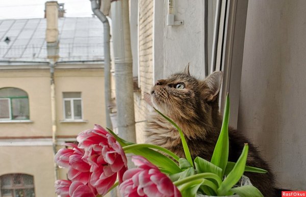 Коты весну чуют