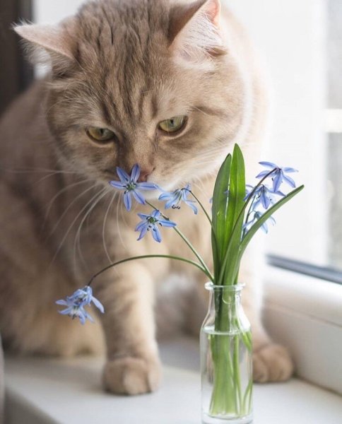 Утро Весна коты