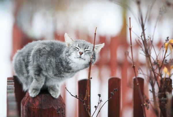 Уже февраль скоро Весна