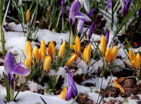 Фотошторы крокусы в снегу
