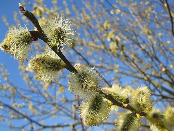 Ива Верба куст