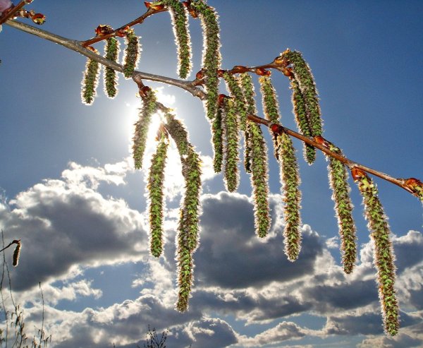 Подснежник плосколистный