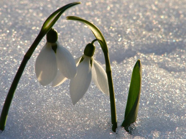 Весна природа