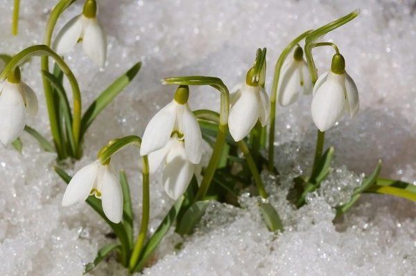 Весенняя природа