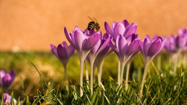 Майские цветы