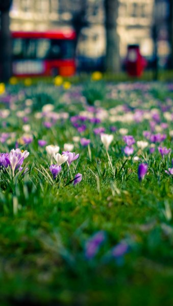 Весна Поляны цветы лужайки