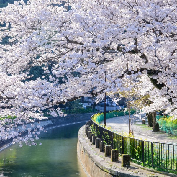 Цветущая Сакура Киото