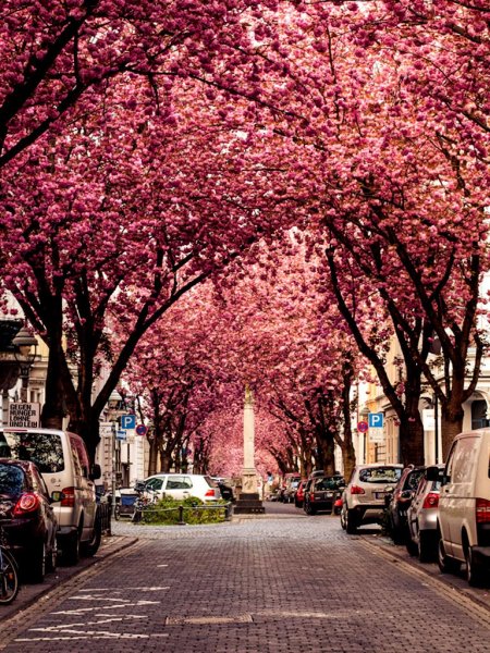 Cherry Blossom Avenue — Бонн, Германия