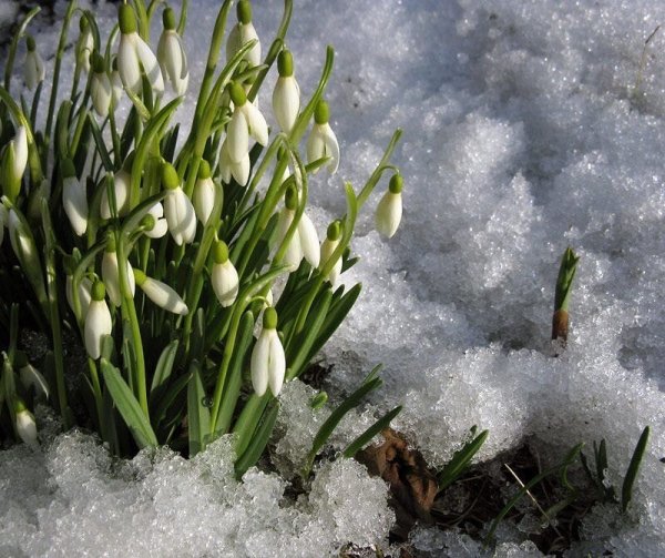 Цветы из под снега