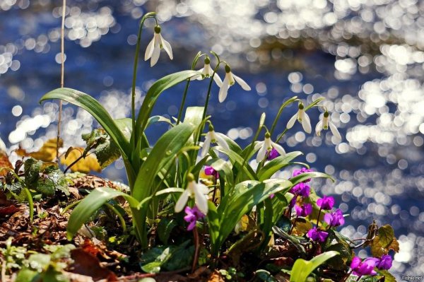 Ранняя Весна