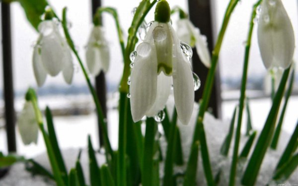 Выходные природа Весна