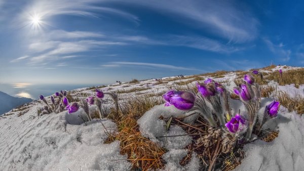 Первоцвет снежный