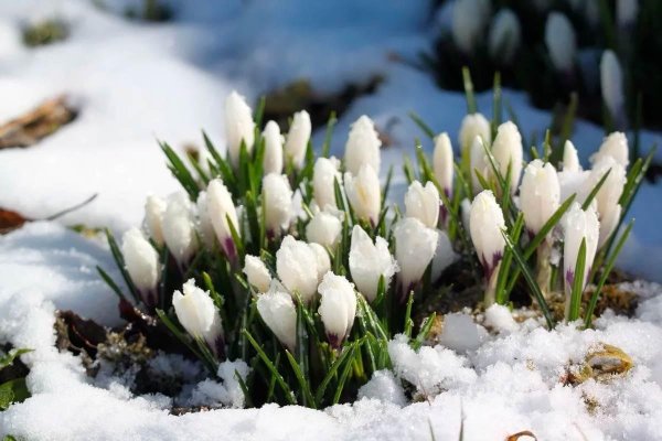 Цветы в снегу