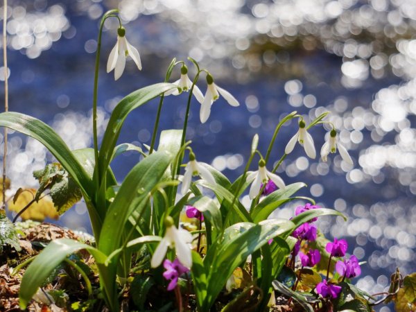 С наступлением весны