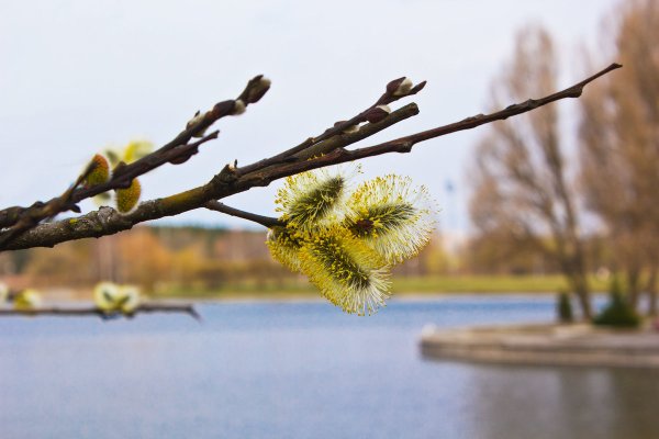 Красивая природа весной