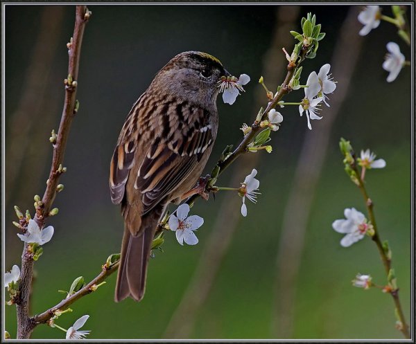Sparrow доброе утро