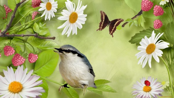 Природа птицы бабочки