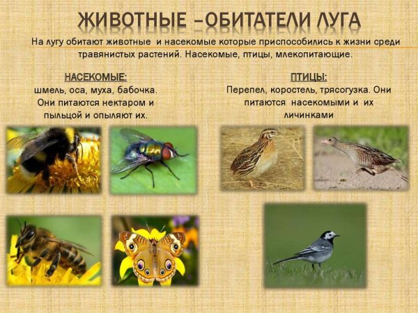 Обитатели Луга