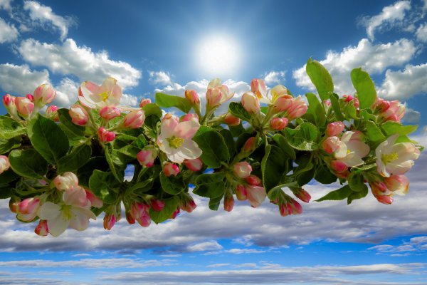 Терентий Маревный