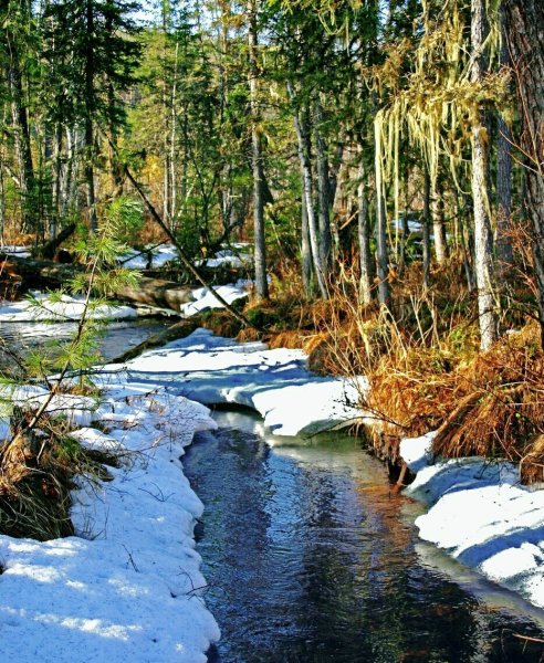 Самые красивые леса