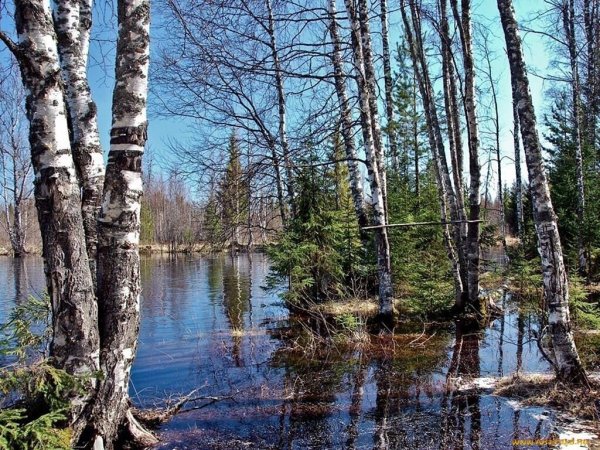 Березовая роща в Муроме