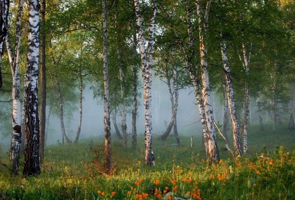 «Весна в лесу» Юрия Мелькова