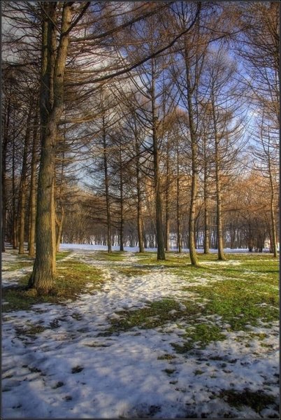 Лес весной