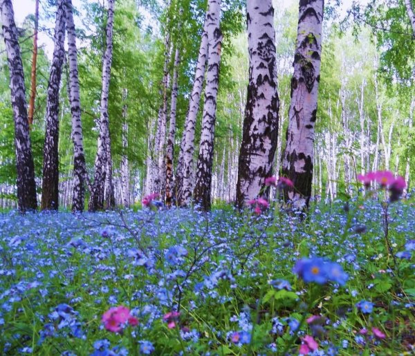 Природа Весна апрель