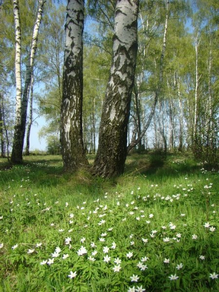 Поляна с тропинкой