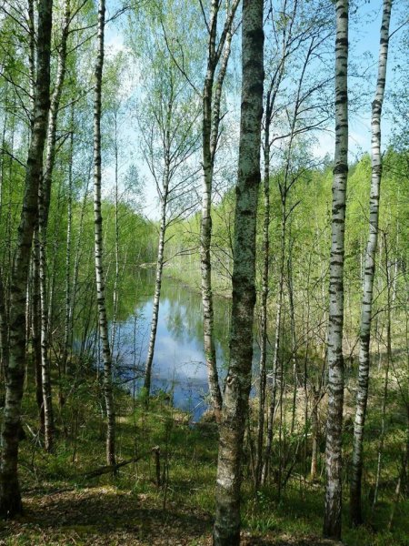 Весна в лесу апрель