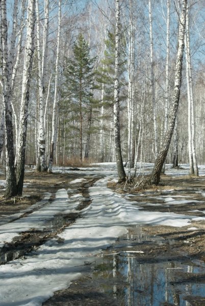 Весенние цветы в лесу