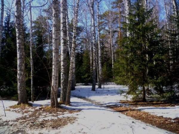 Природа с березами и речкой