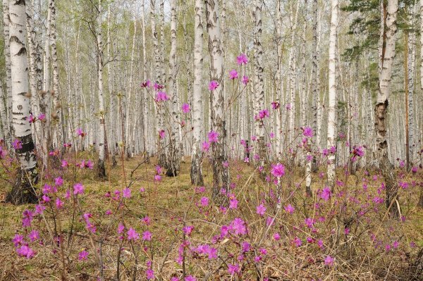 Рассвет в лесу