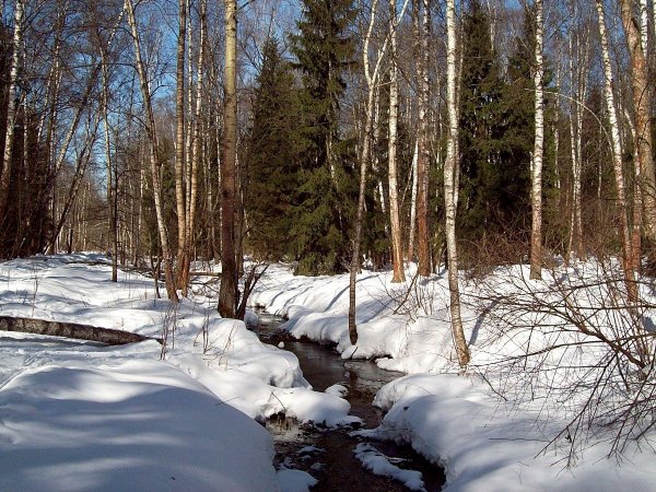 Карельский лес весной