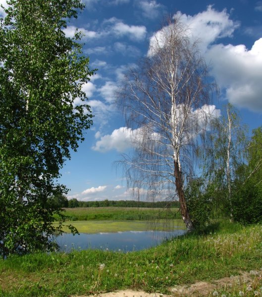 Март в лесу