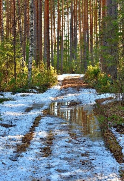 Первоцветы Лесные Ландыши