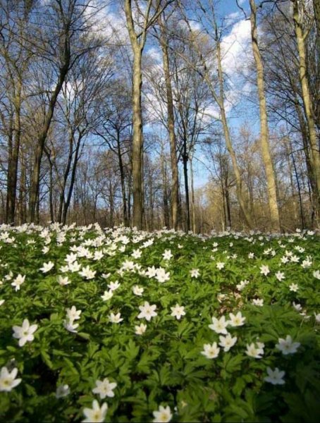 Береза береза березушка бела
