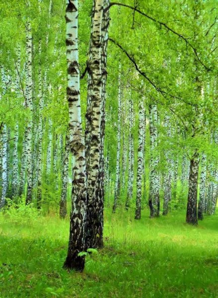 Россия просторы Березки реки