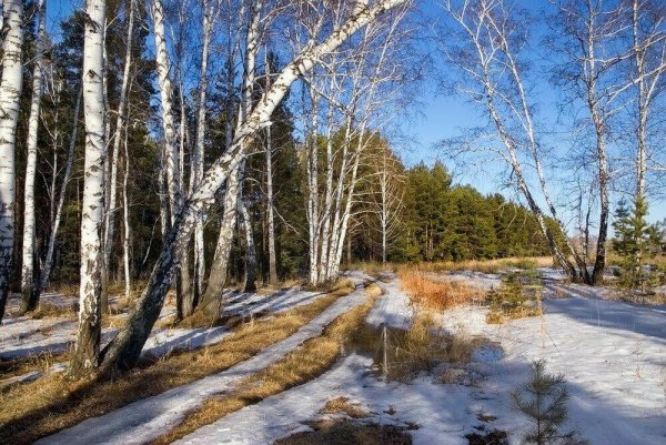 Пейзаж берёзы и цветы